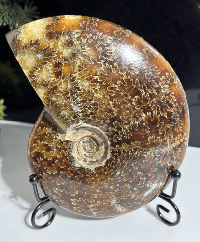 Large 1lb 5cm - large, 12.5cm