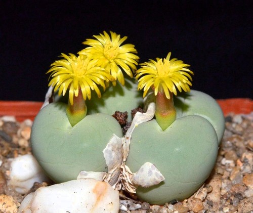Conophytum calculus seeds - ,, 10