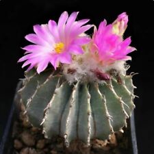 3.5-4CM Succulent Cactus Plant Geohintonia Mexicana Cactaceae Garden