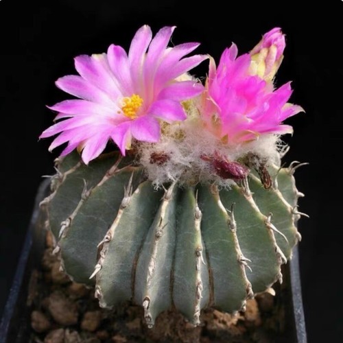 4cm succulent cactus - cactus, plant
