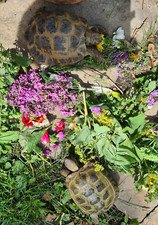 Tortoise food fresh picked weeds and safe feeder plants dandelions geramnium mix
