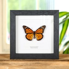 Monarch Taxidermy Butterfly