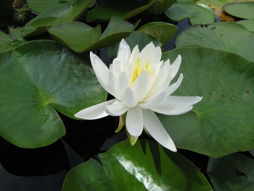 Nymphaea caroliniana nivea - nymphaea, nivea'