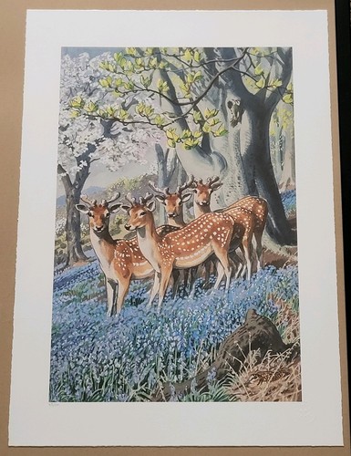 Limited edition ladybird - edition,