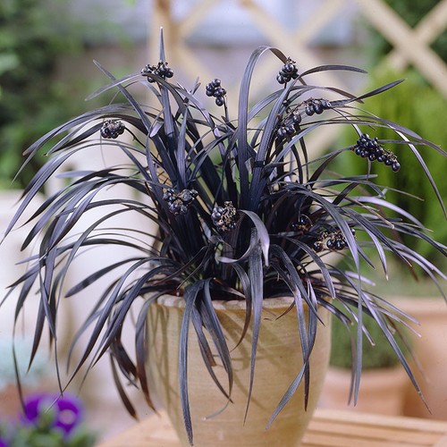 Black grass ophiopogon - black,