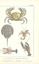 c1840 Antique Print SEA LIFE LAND HERMIT CRAB LOBSTER CRAYFISH (CNH71)