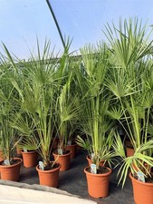 Chamaerops european fan palm - chamaerops,