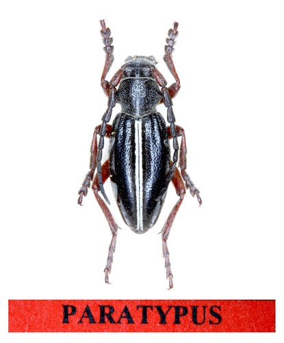 Cerambycidae dorcadion - cerambycidae,,