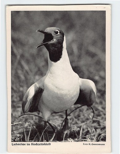 Postcard lachmöre - lachmöre, im