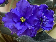 African Violet - Saintpaulia