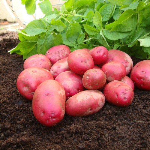 Seed potato caledonian - 11,