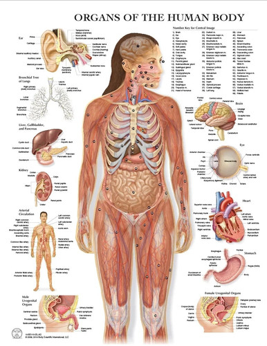 Human body organs anatomy - body,