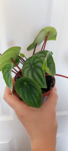 Peperomia watermelon house - peperomia,