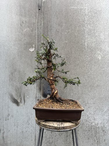 Yew bonsai tree taxus - yew,