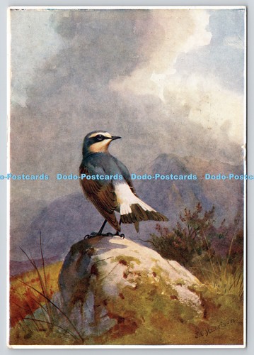 L367307 wheatear the medici - wheatear,