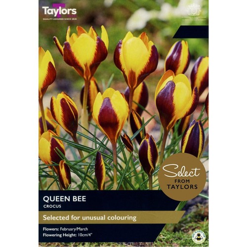 Taylors crocus queen bee - taylors, 'queen