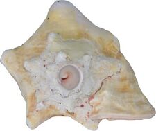 Conch Shell Horn - Conch Shell