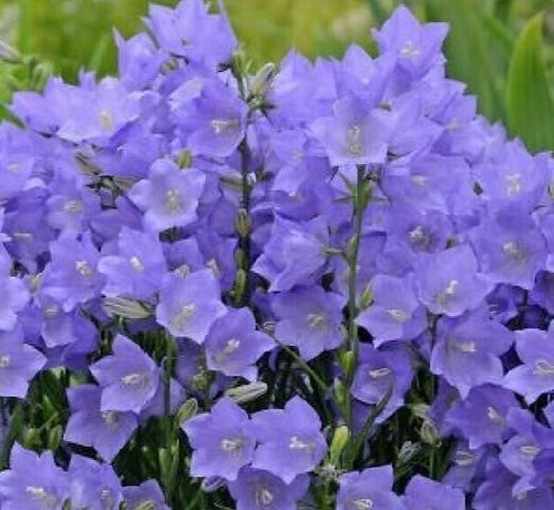 Campanula collection 5 - collection,