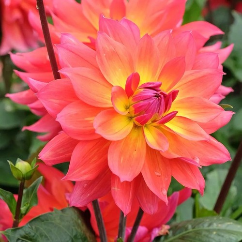 Dahlia firepot plant pot - dahlia,