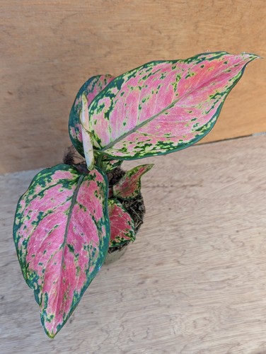 Aglaonema pinky promise - aglaonema,