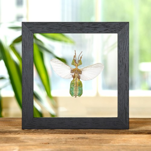 Female gray leaf insect with - leaf,