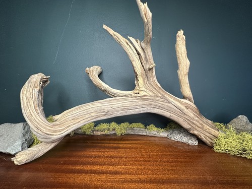 Large manzanita - large, 19”
