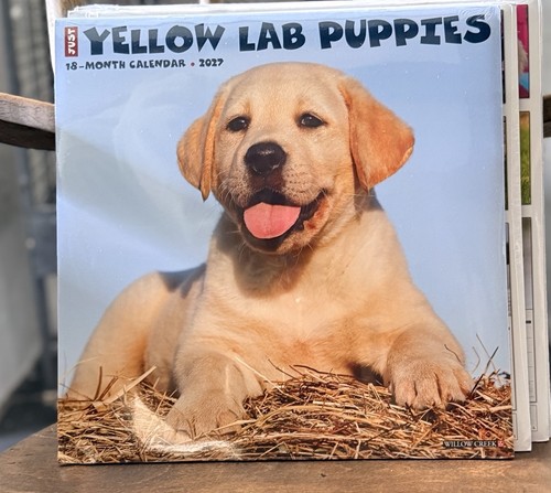 Yellow labrador puppies - yellow,