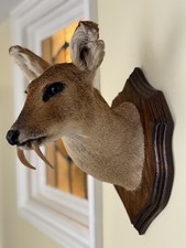 Taxidermy Water Deer Shoulder