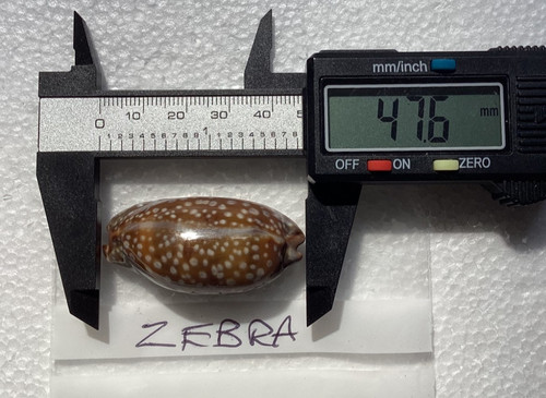 Cypraea zebra beautiful - cypraea,