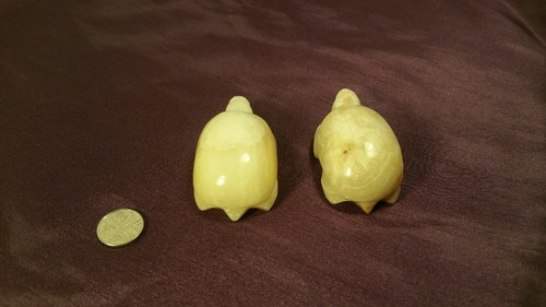 Two white tortoises - two,