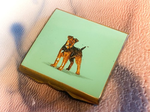 Airedale terrier dog - airedale,