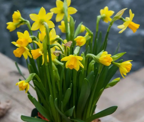 Miniature daffodils tete a - daffodils,