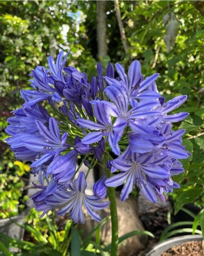 Agapanthus dokter brouwer - ,