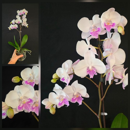 Phalaenopsis pink big lip 1 - pink,