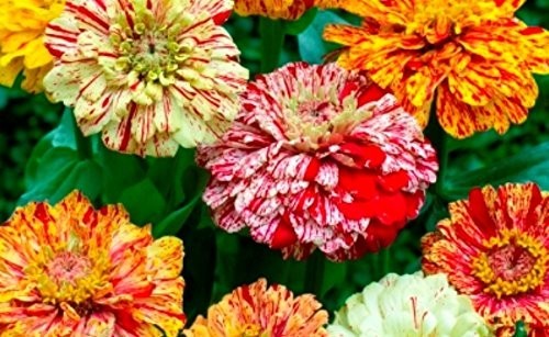 Zinnia peppermint stick - zinnia, ‘peppermint