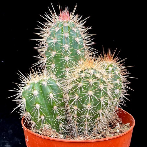 Pachycereus pringlei giant - pringlei,