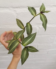 * Tradescantia Tiana 'Callisia Gentlei Elegans' | x2 Rooted Stem Cuttings