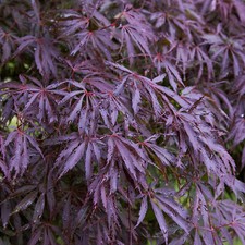 Acer palmatum 'Trompenburg' |