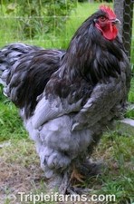 12+ ~GIANT LARGE FOWL~ BLUE