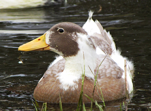 Duck hatching eggs fresh - duck,