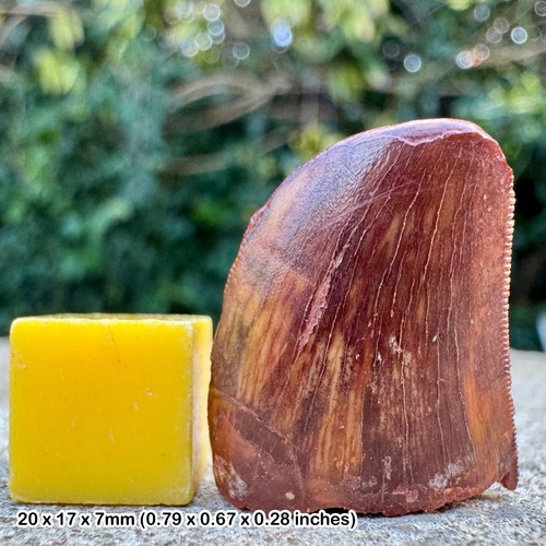 Carcharodontosaurus tooth - carcharodontosaurus,