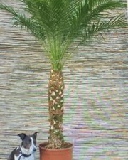 PHOENIX ROEBELENII - Miniature Date Palm Tree - 10 Fresh Seeds
