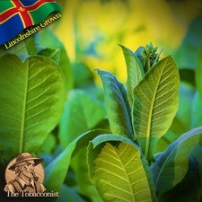 UK Grown Golden Virginia tobacco highly fertile seeds approx 250 - Organic