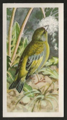 Brooke bond bird - brooke,