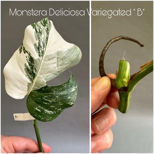 Monstera deliciosa albo - monstera, albo/