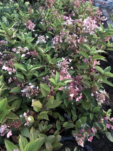 Hydrangea paniculata early - hydrangea,