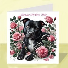 Staffordshire Bull Terrier Dog