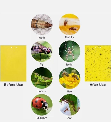 Yellow sticky fly - fly, trap