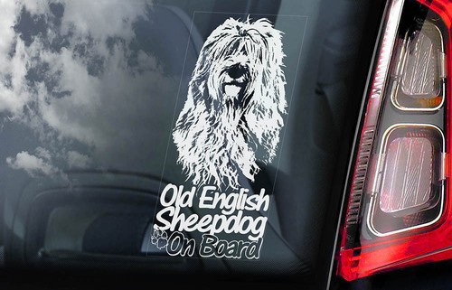 Old english sheepdog - english,