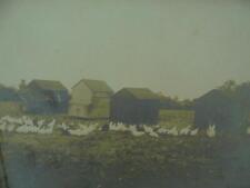 PHOTOGRAPH c1910s FARM YARD CHICKENS & HUTS HORSE & CART FARMING